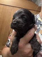 Fay choc girl, a female Cockapoo for sale in Haines City, FL – 1 of 3