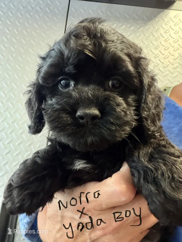 Norra blk boy – Cockapoo puppy for sale in Haines City, FL