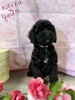Norra blk girl, a female Cockapoo for sale in Haines City, FL – 4 of 7