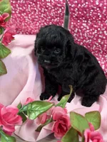 BB x Luke blk girl, a female Cockapoo for sale in Haines City, FL – 7 of 7