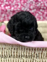 BB x Luke blk girl, a female Cockapoo for sale in Haines City, FL – 1 of 7