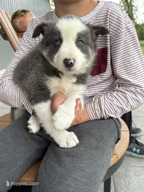 blue grey brown medium hair (blue collar) border collie female  – Border Collie puppy for sale in Hudson, SD