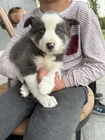 blue grey brown medium hair (blue collar) border collie female , a female Border Collie for sale in Hudson, SD – 1 of 6