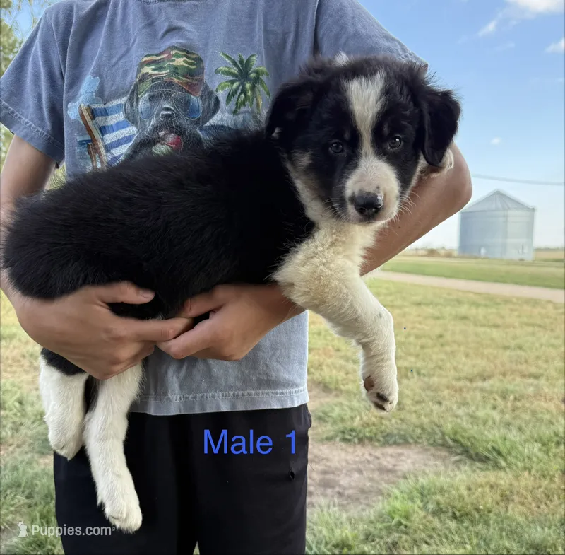 Border collie 1 – Border Collie puppy for sale in Hudson, SD