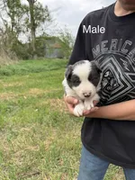 blue medium hair (white collar) border collie male, a male Border Collie for sale in Hudson, SD – 1 of 2