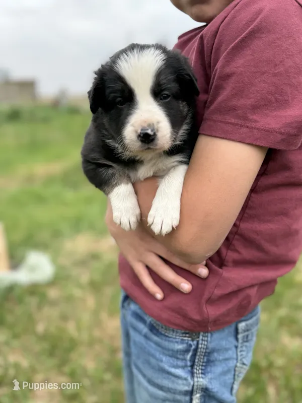 Tricolor medium hair border collie male – Border Collie puppy for sale in Hudson, SD