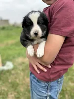 Tricolor medium hair border collie male, a female Border Collie for sale in Hudson, SD – 1 of 3