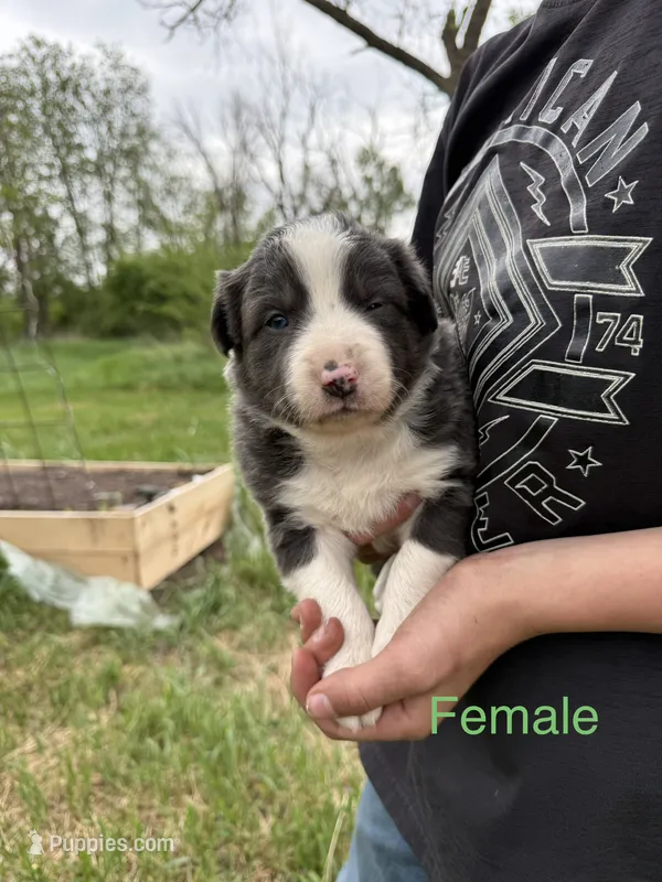 blue medium hair (green collar) border collie female – Border Collie puppy for sale in Hudson, SD