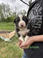 blue medium hair (green collar) border collie female, a female Border Collie for sale in Hudson, SD – 1 of 2