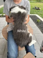 blue grey brown medium hair (white collar) border collie male, a male Border Collie for sale in Hudson, SD – 2 of 4