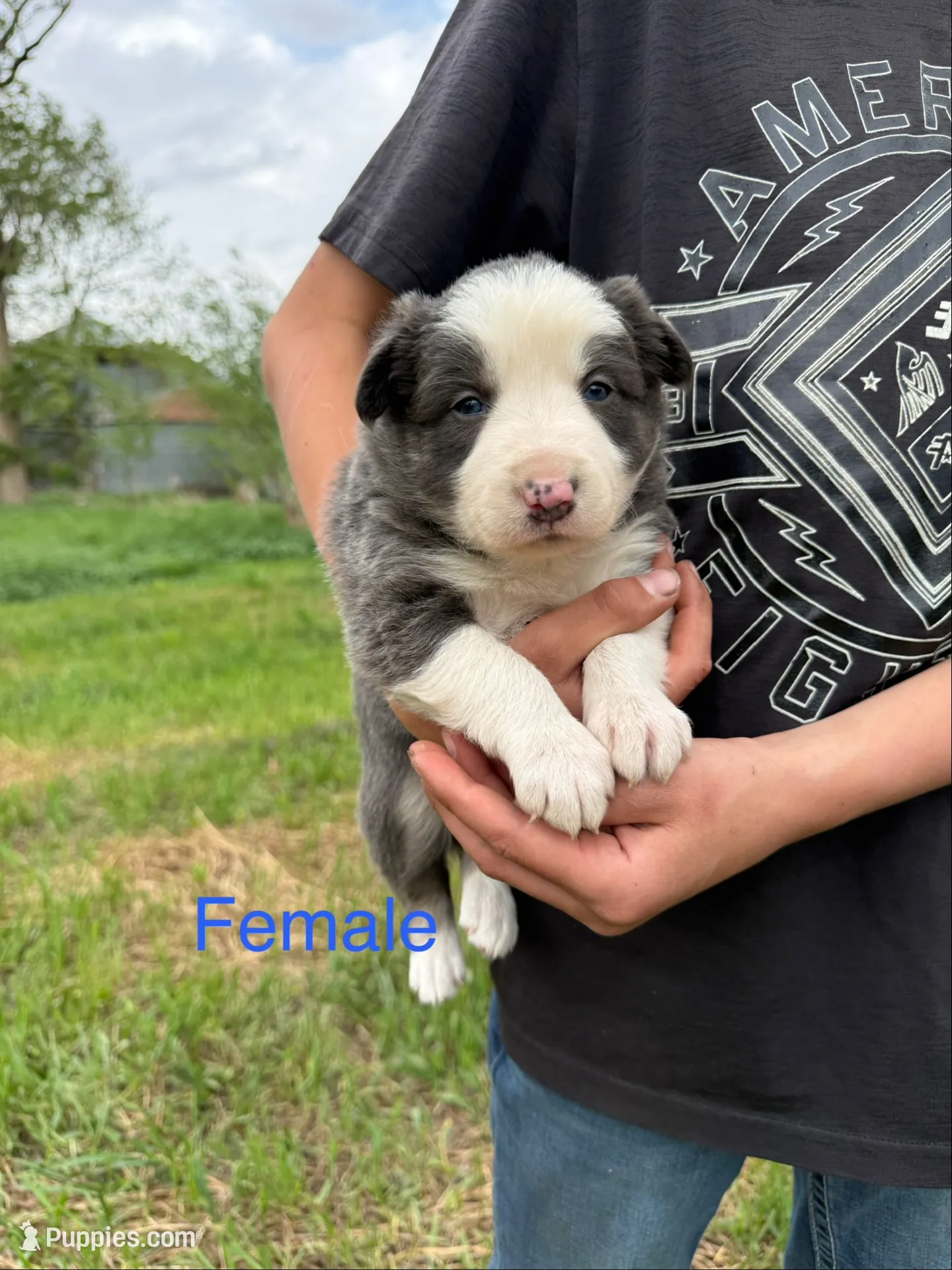 blue medium hair (blue collar) border collie female , a female Border Collie for sale in Hudson, SD – 1 of 3