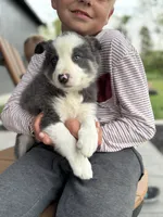 blue grey brown medium hair (blue collar) border collie female , a female Border Collie for sale in Hudson, SD – 2 of 6