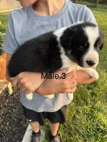 Border collie 3, a male Border Collie for sale in Hudson, SD – 1 of 2