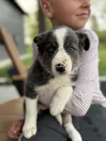 blue grey brown medium hair (green collar) border collie female, a female Border Collie for sale in Hudson, SD – 1 of 5