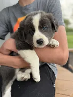 blue grey brown medium hair (orange collar) border collie female , a female Border Collie for sale in Hudson, SD – 2 of 5