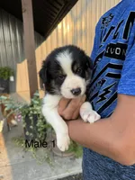 Border collie 1, a male Border Collie for sale in Hudson, SD – 1 of 2