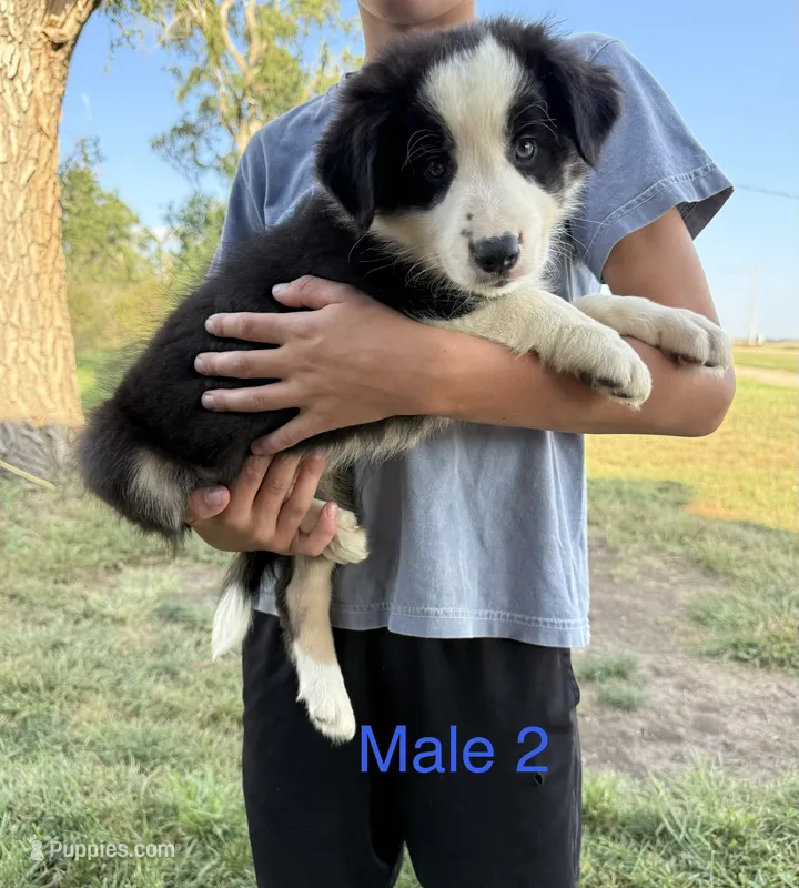 Border collie 2 – Border Collie puppy for sale in Hudson, SD