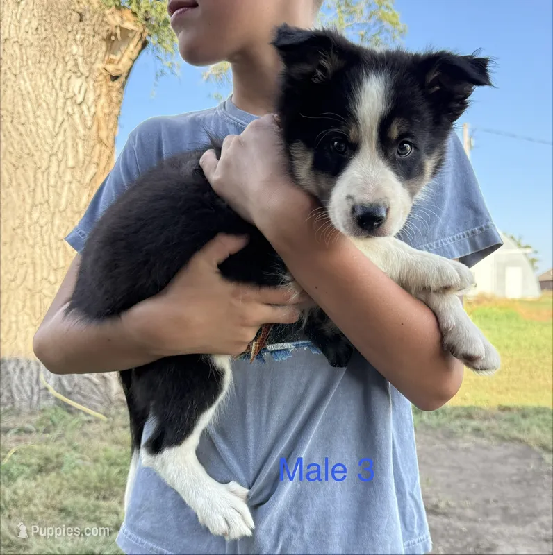 Border collie 3 – Border Collie puppy for sale in Hudson, SD