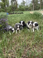 Tricolor medium hair border collie male, a female Border Collie for sale in Hudson, SD – 2 of 3