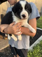 Border collie 3, a male Border Collie for sale in Hudson, SD – 2 of 2