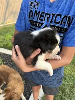 Border collie 1, a male Border Collie for sale in Hudson, SD – 2 of 2