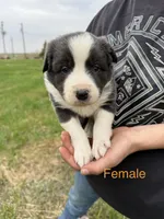 blue medium hair (orange collar) border collie female , a female Border Collie for sale in Hudson, SD – 1 of 2