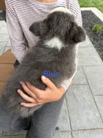 blue grey brown medium hair (blue collar) border collie female , a female Border Collie for sale in Hudson, SD – 3 of 6