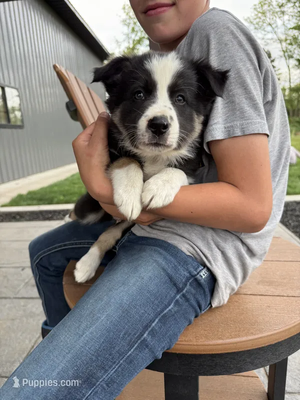 Tricolor medium hair border collie male – Border Collie puppy for sale in Hudson, SD