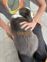 blue grey brown medium hair (orange collar) border collie female , a female Border Collie for sale in Hudson, SD – 3 of 5