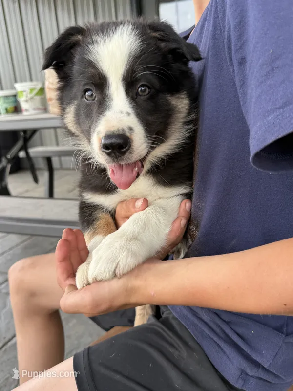 Tricolor medium hair border collie male – Border Collie puppy for sale in Hudson, SD