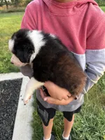 Border collie 2, a male Border Collie for sale in Hudson, SD – 2 of 2