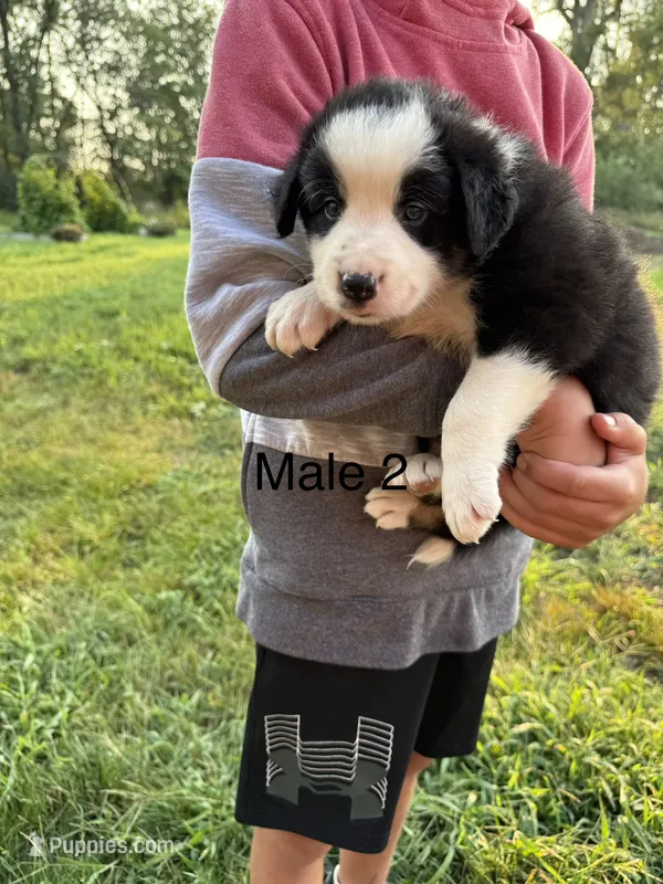 Border collie 2 – Border Collie puppy for sale in Hudson, SD