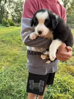 Border collie 2, a male Border Collie for sale in Hudson, SD – 1 of 2