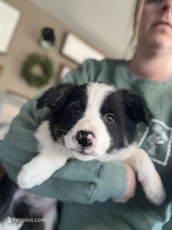 Border Collie 3
