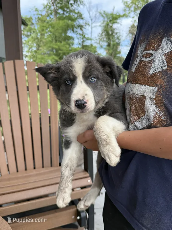 blue grey brown medium hair (green collar) border collie female – Border Collie puppy for sale in Hudson, SD