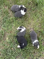 blue medium hair (blue collar) border collie female , a female Border Collie for sale in Hudson, SD – 3 of 3