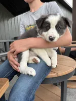 blue grey brown medium hair (white collar) border collie male, a male Border Collie for sale in Hudson, SD – 1 of 4