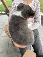 blue grey brown medium hair (green collar) border collie female, a female Border Collie for sale in Hudson, SD – 2 of 5