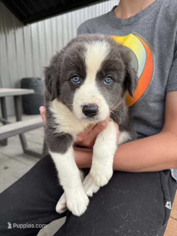 blue grey brown medium hair (orange collar) border collie female  – Border Collie puppy for sale in Hudson, SD