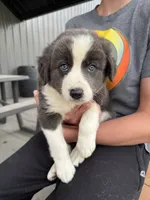 blue grey brown medium hair (orange collar) border collie female , a female Border Collie for sale in Hudson, SD – 1 of 5