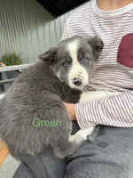 blue grey brown medium hair (green collar) border collie female, a female Border Collie for sale in Hudson, SD – 3 of 5