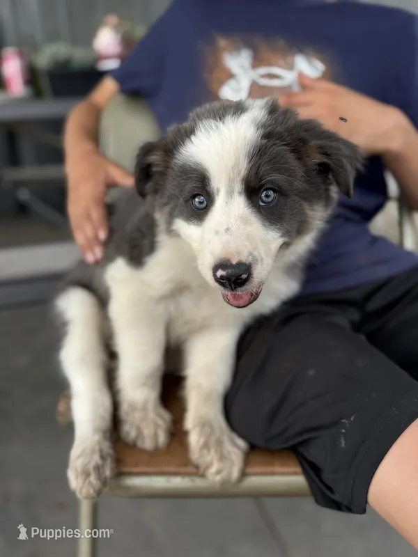 blue grey brown medium hair (white collar) border collie male – Border Collie puppy for sale in Hudson, SD