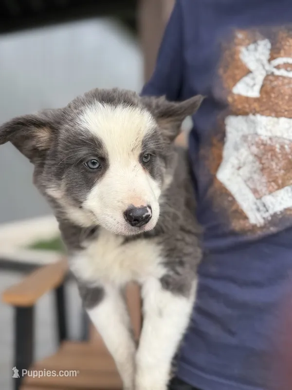 blue grey brown medium hair (blue collar) border collie female  – Border Collie puppy for sale in Hudson, SD