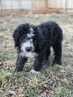 Junior , a male Old English Sheepdog and Komondor for sale in Arriba, CO – Photo 2 of 3