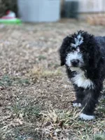 Junior , a male Old English Sheepdog and Komondor for sale in Arriba, CO – Photo 3 of 3