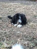 Junior , a male Old English Sheepdog and Komondor for sale in Arriba, CO – Photo 1 of 3