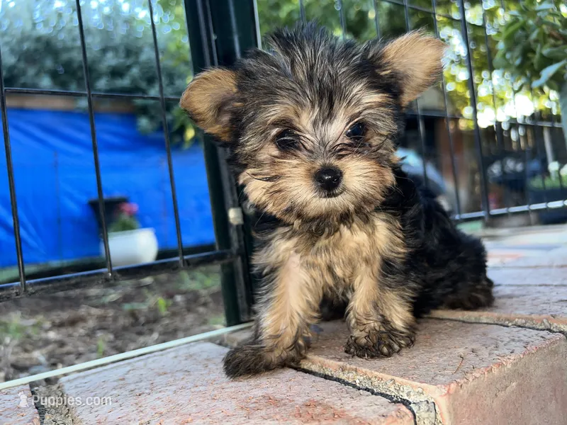 Lana – Yorkshire Terrier puppy for sale in North Highlands, CA