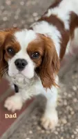 Cinnamon , a female Cavalier King Charles Spaniel for sale in Citrus Heights, CA – 3 of 3