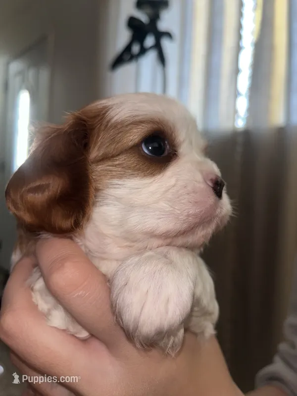 Cinnamon  – Cavalier King Charles Spaniel puppy for sale in Citrus Heights, CA