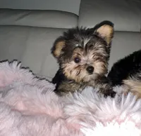 Lana, a female Yorkshire Terrier for sale in North Highlands, CA – 1 of 2